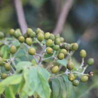 Micromelum minutum (G.Forst.) Wight & Arn.